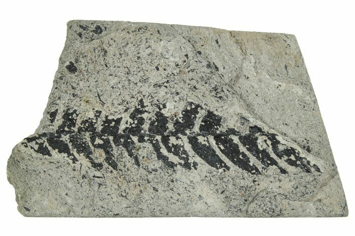 Jurassic Fossil Fern (Cladophlebis) Plate - England #242151
